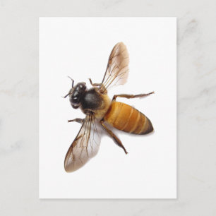 Carte Postale Miel Bee