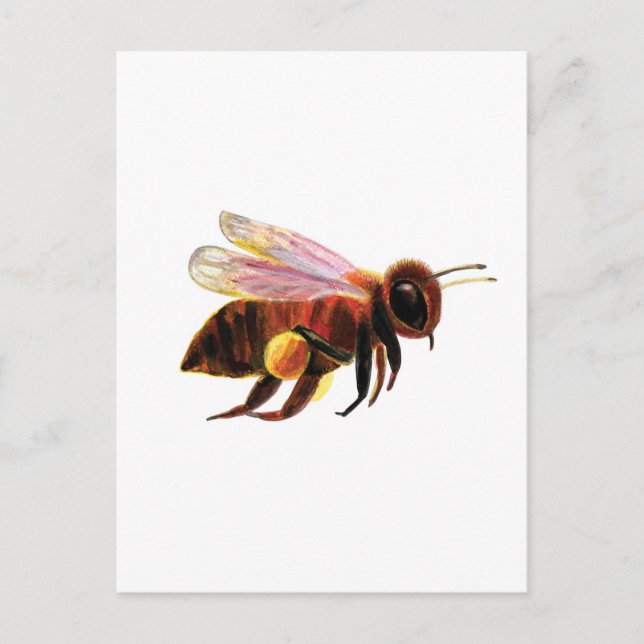 Carte Postale Miel Bee avec ses corbeilles de pollen (Devant)