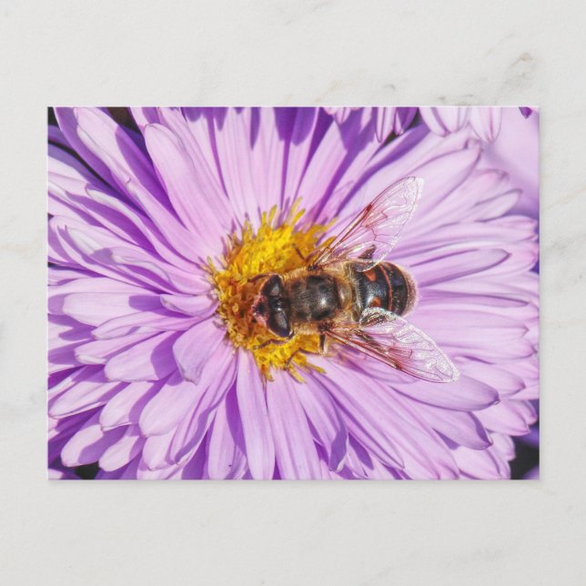 Carte Postale Miel Bee sur une marguerite Michaelmas (Devant)