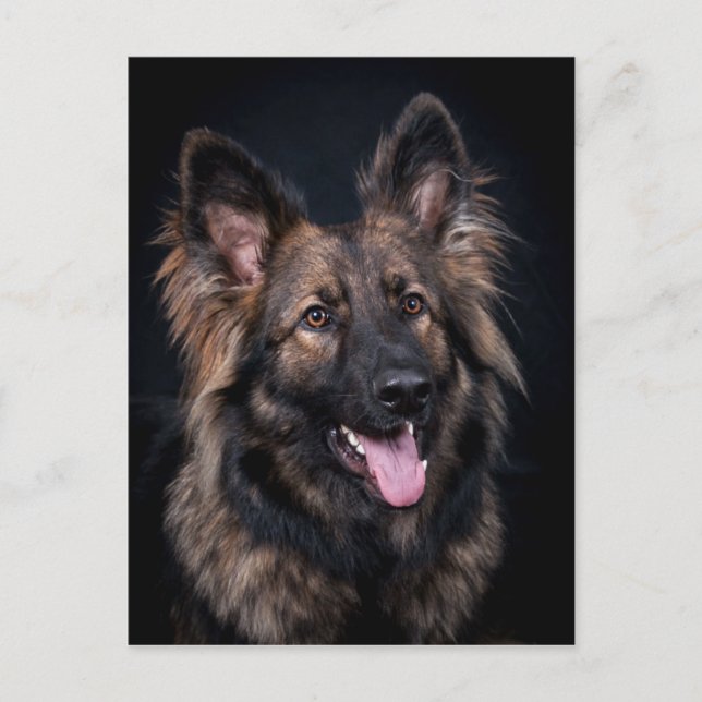 Carte postale mignon berger allemand chien Alsacie (Devant)