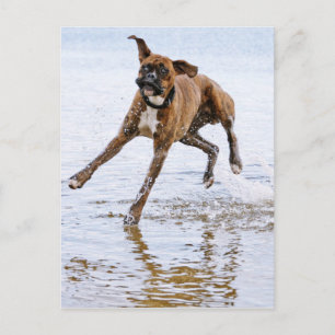 Carte Postale Mignon chien boxeur drôle