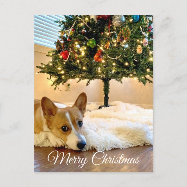 Carte Postale Mignon Corgi sous l'arbre de Noël Photographie (Devant)
