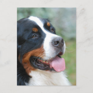Carte postale mignonne Bernese
