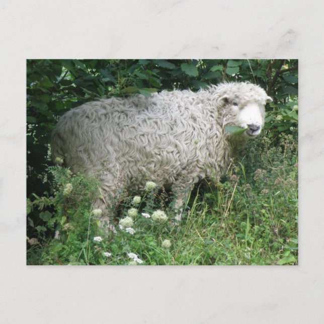 Carte postale Mignonne Blanc Fluffy Sheep Manger (Devant)