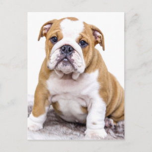 Carte Postale Mignonne chiot Bulldog assis