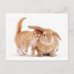 Carte Postale mignonne_drôle_animaux_8 chaton lapin lapin amis