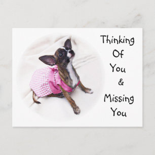 Carte Postale Mignonne fille Chihuahua habillée