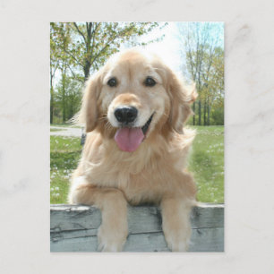 Carte Postale Mignonne Golden Retriever Chien sur la clôture Pen