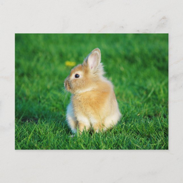 Carte Postale Mignonne Lapin Faune assis dans l'herbe (Devant)
