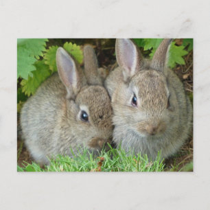Carte Postale Mignonne lapin lapin Animal Paix Aimer Destinée