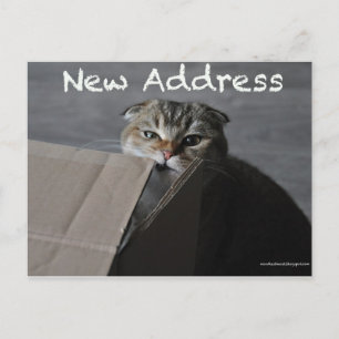 Carte Postale Mignonne scottish pli card chat drôle d'adresse mo