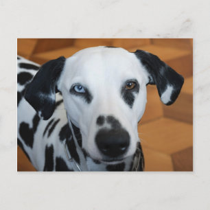 Carte Postale Mignonne Un Oeil Bleu Chien Dalmatien