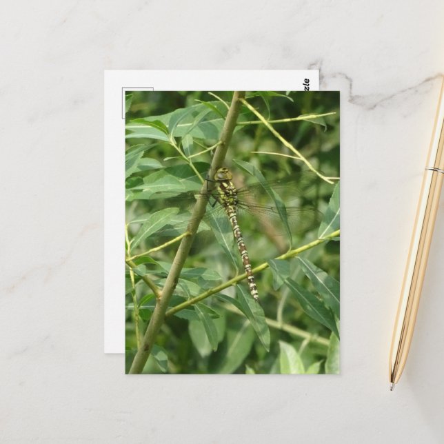 Carte Postale Migrant Hawker Dragonfly, Holding sur do-it-yourse (Devant/Arrière en situation)