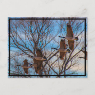 Carte Postale Migration