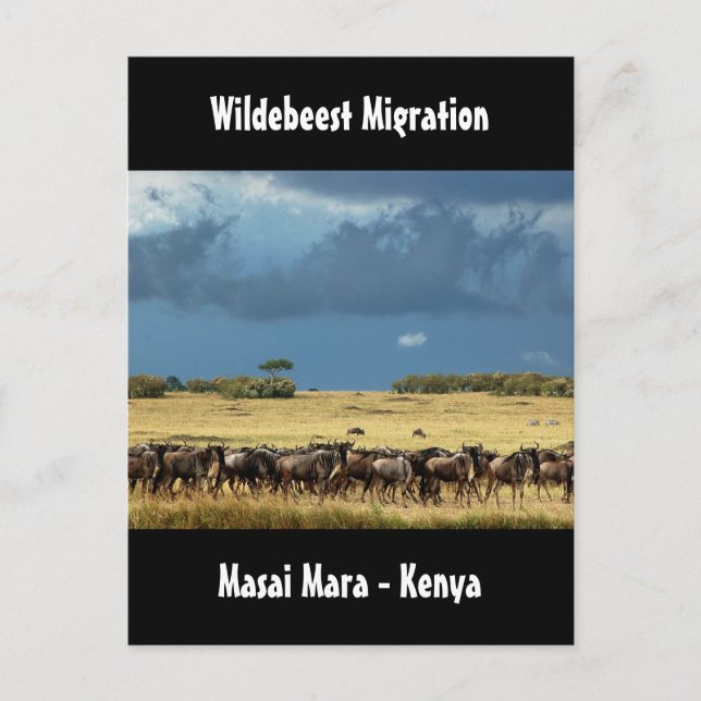 Carte Postale Migration des espèces sauvages Masai Mara Kenya ca (Devant)