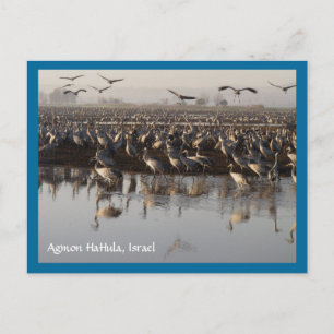 Carte postale Migrer les oiseaux