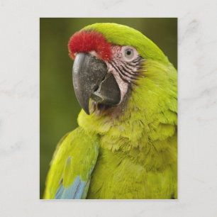 Carte Postale Militaire Macaw