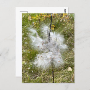 Carte Postale Milkweed   Papillon  