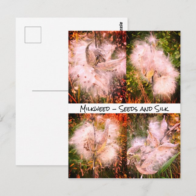 Carte Postale Milkweed | Sangria (Devant / Derrière)