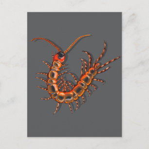 Carte Postale Mille-pattes