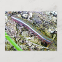 Carte postale Millipede