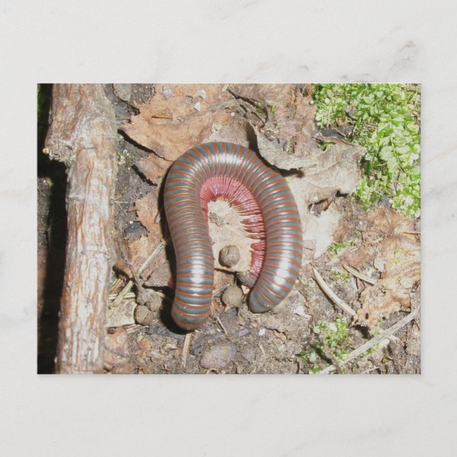 Carte postale Millipede (Devant)