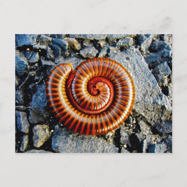 Carte Postale Millipede Trigoniulus Corallinus Arthropode Curé (Devant)