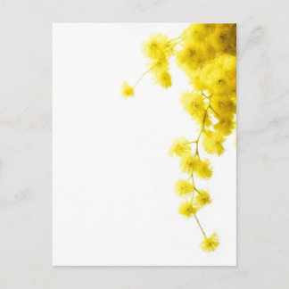 Carte Postale Mimosa