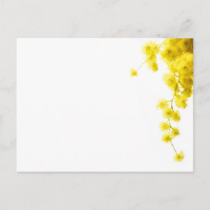 Carte Postale Mimosa