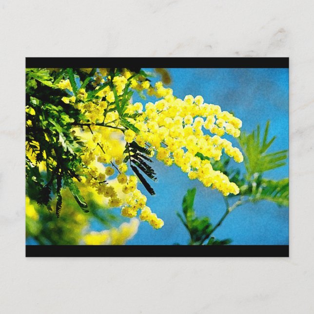 Carte Postale Mimosa de France (Devant)