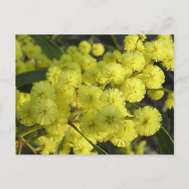 Carte Postale Mimosa doré (Devant)
