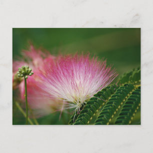 Carte Postale Mimosa rose soyeux