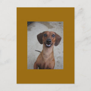 Carte Postale Minature Dachshund