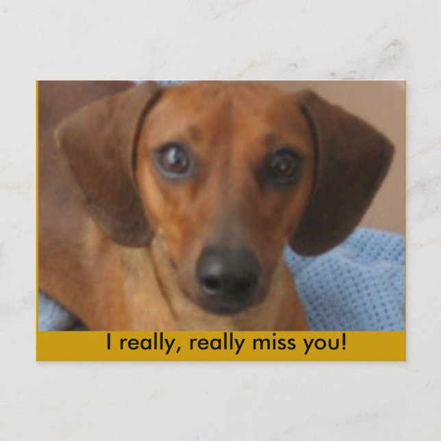 Carte Postale Minature Dachshund (Devant)