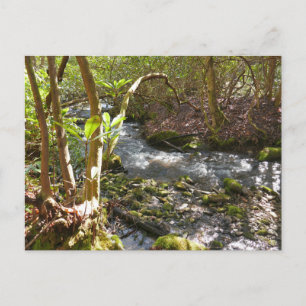 Carte Postale Mingus Creek dans les Smoky Mountains