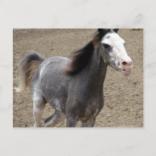 Carte Postale Mini Cheval en Classe Liberté à un Horse Show