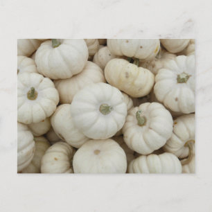 Carte Postale Mini Citrouilles blancs