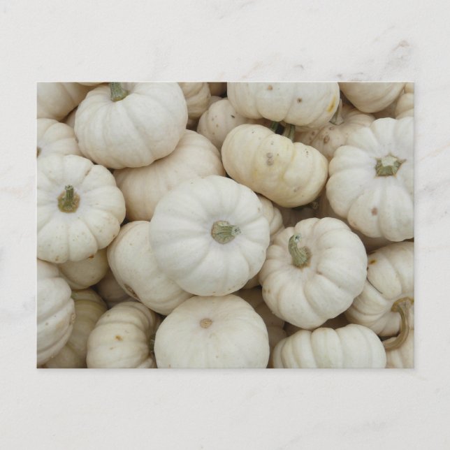 Carte Postale Mini Citrouilles blancs (Devant)