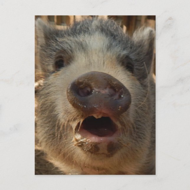 Carte postale Mini Cochon (Devant)
