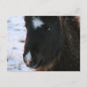 Carte Postale Mini Horse adorable Filly
