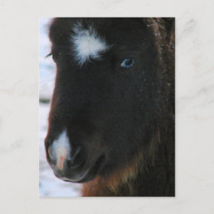 Carte Postale Mini Horse adorable Filly