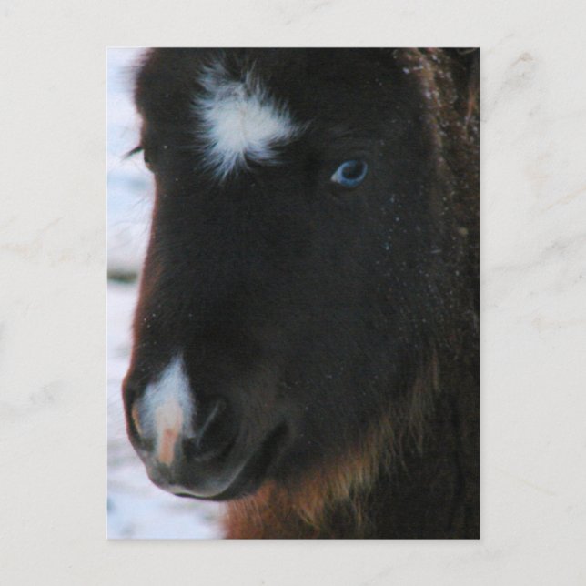 Carte Postale Mini Horse adorable Filly (Devant)