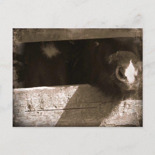 Carte Postale Mini nez sur la porte (Devant)