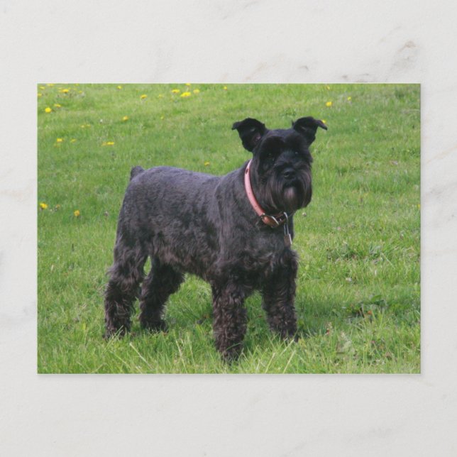 Carte Postale mini shcnauzer complet (Devant)