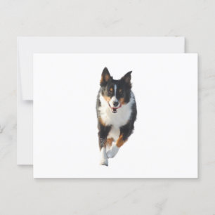 Carte Postale Miniature American Shepherd Black Tri en course