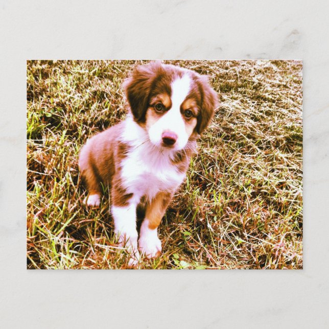 Carte Postale Miniature Australian Shepherd ! Mini Chiot Aussie  (Devant)