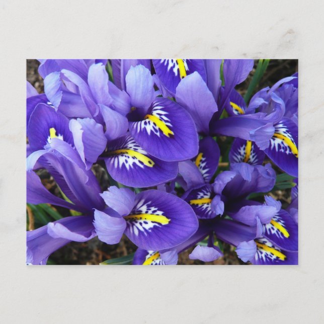 Carte Postale Miniature Bleu Irises Printemps Floral (Devant)