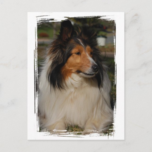 Carte postale Miniature Collie (Devant)