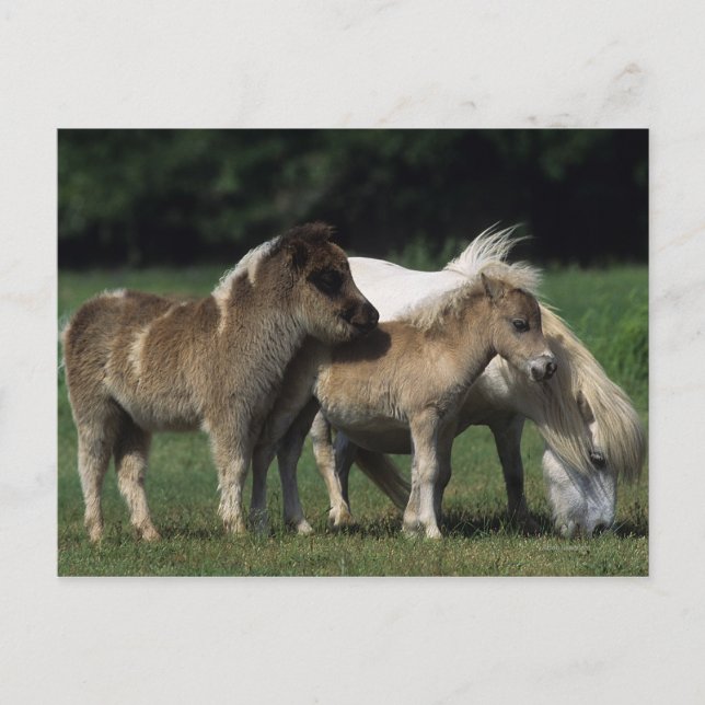 Carte Postale Miniature Mare & Foies 3 (Devant)