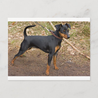 Carte Postale Miniature_pinscher